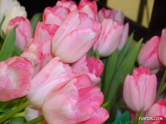 Tulip's Roses for You