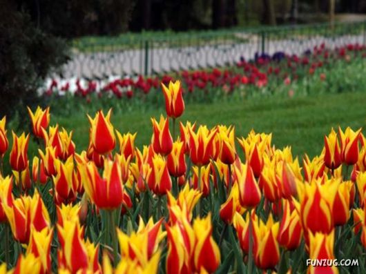 Tulip's Roses for You