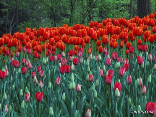 Tulip's Roses for You