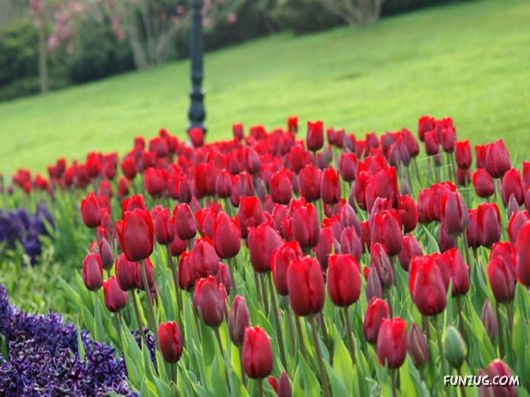 Tulip's Roses for You