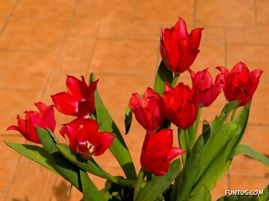 Tulip's Roses for You