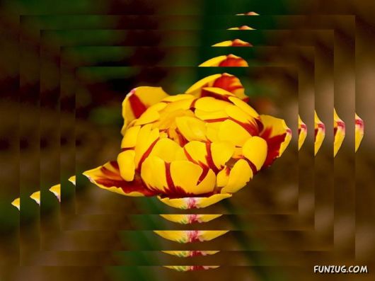 Tulip's Roses for You