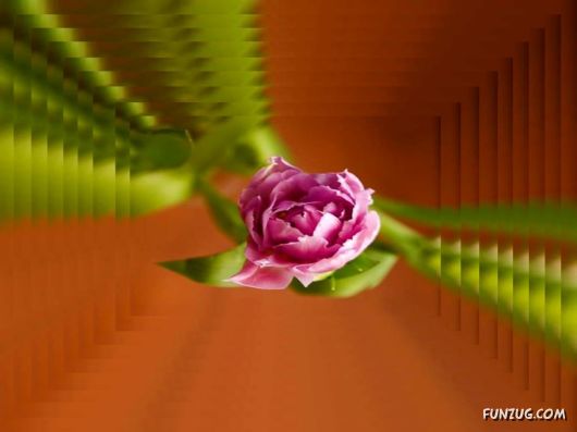 Tulip's Roses for You