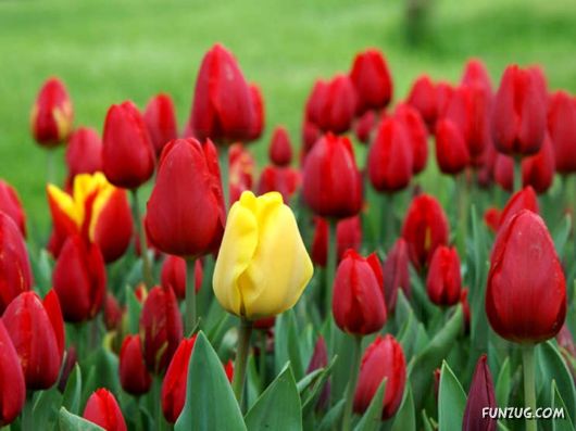 Tulip's Roses for You