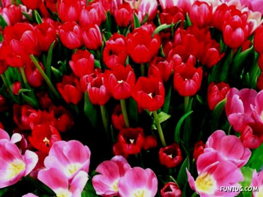 Tulip's Roses for You