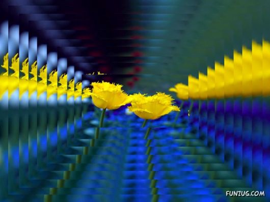 Tulip's Roses for You