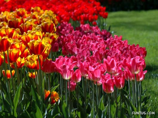 Tulip's Roses for You