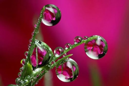 Beautiful Dropsaof Dew on Plants