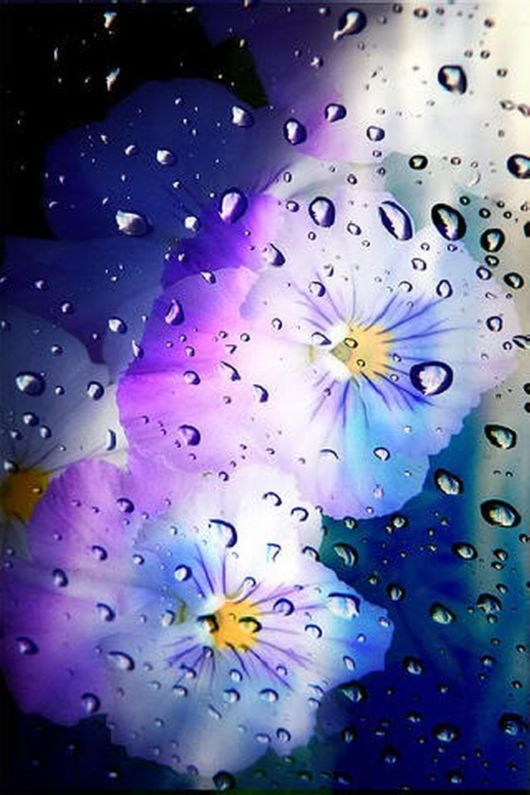 Beautiful Dropsaof Dew on Plants