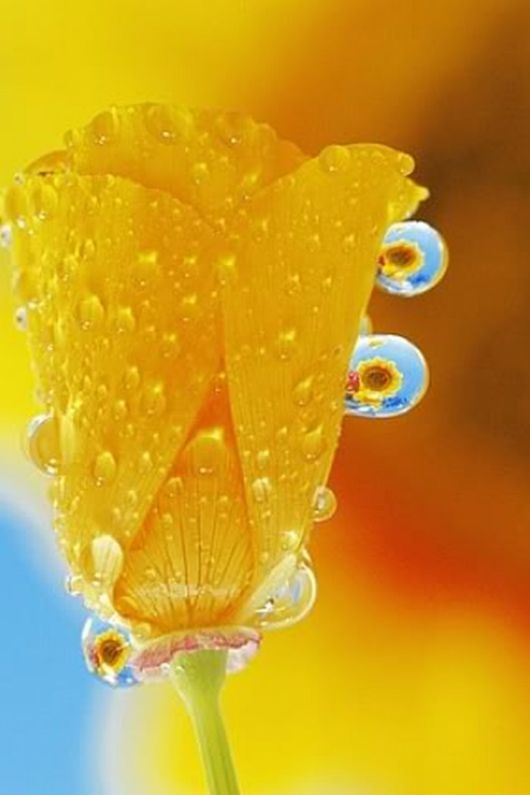 Beautiful Dropsaof Dew on Plants