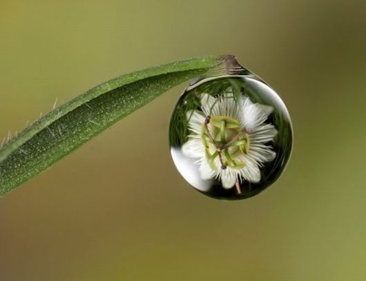 Beautiful Dropsaof Dew on Plants
