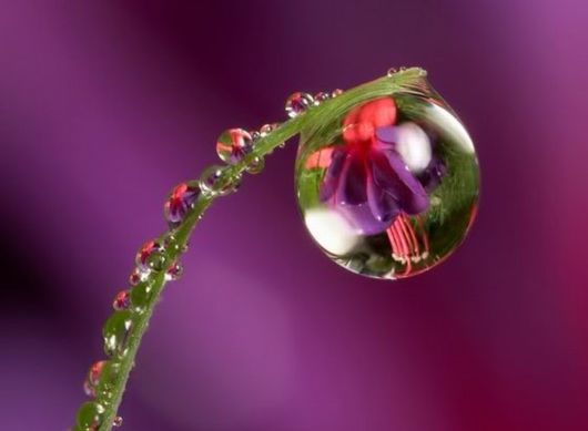 Beautiful Dropsaof Dew on Plants