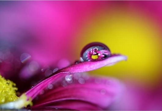 Beautiful Dropsaof Dew on Plants