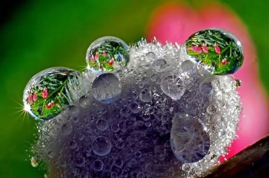 Beautiful Dropsaof Dew on Plants