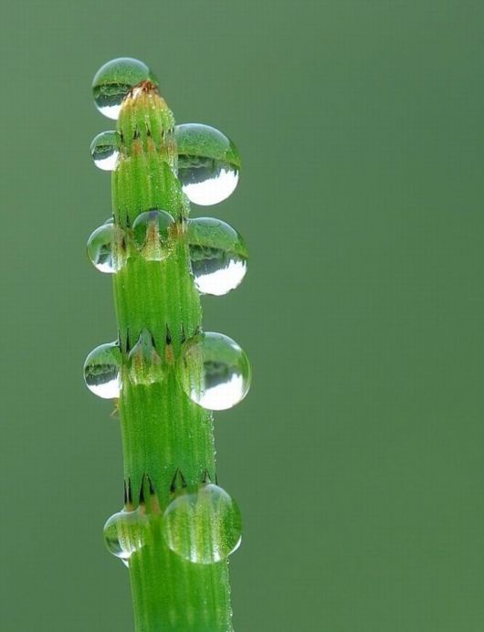 Beautiful Dropsaof Dew on Plants