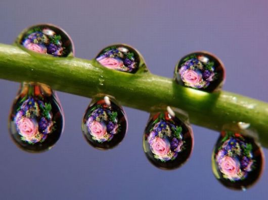Beautiful Dropsaof Dew on Plants