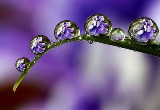 Beautiful Dropsaof Dew on Plants