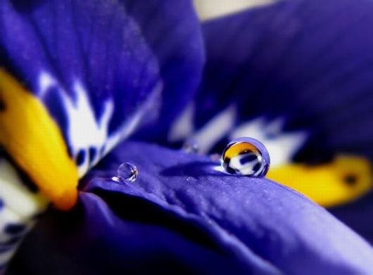 Beautiful Dropsaof Dew on Plants