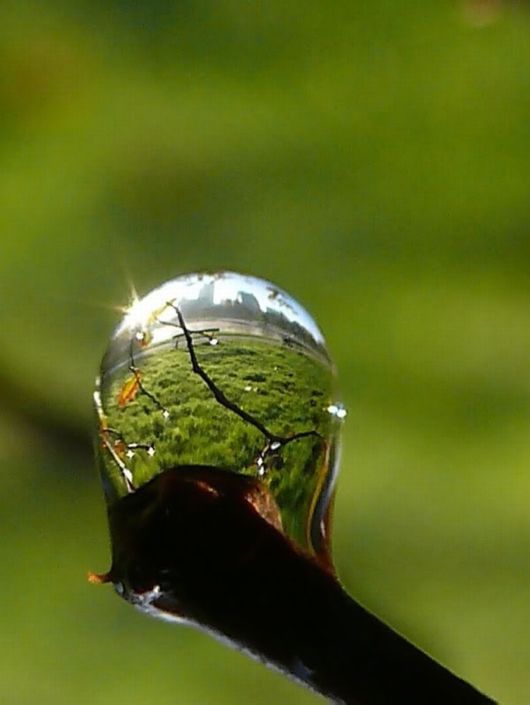 Beautiful Dropsaof Dew on Plants