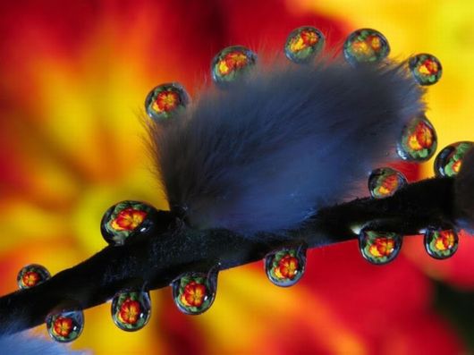 Beautiful Dropsaof Dew on Plants