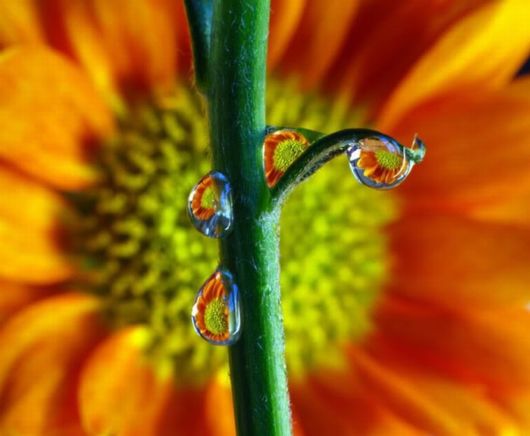 Beautiful Dropsaof Dew on Plants
