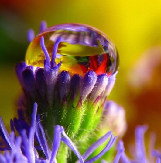 Beautiful Dropsaof Dew on Plants