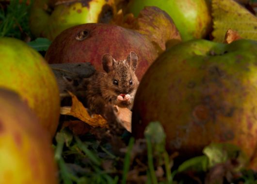 International Garden Photographers Of The Year