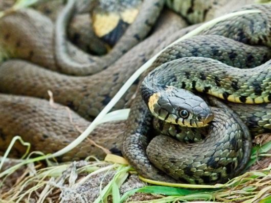 International Garden Photographers Of The Year