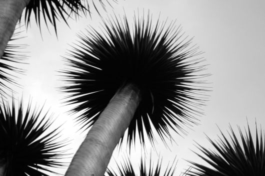 International Garden Photographers Of The Year