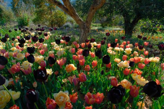 International Garden Photographers Of The Year