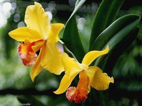 Beautiful Orchid Flowers For Everyone