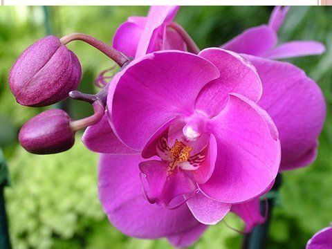 Beautiful Orchid Flowers For Everyone