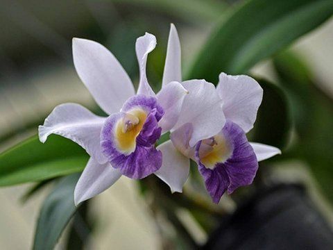 Beautiful Orchid Flowers For Everyone