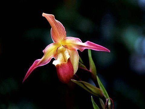 Beautiful Orchid Flowers For Everyone