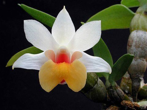 Beautiful Orchid Flowers For Everyone
