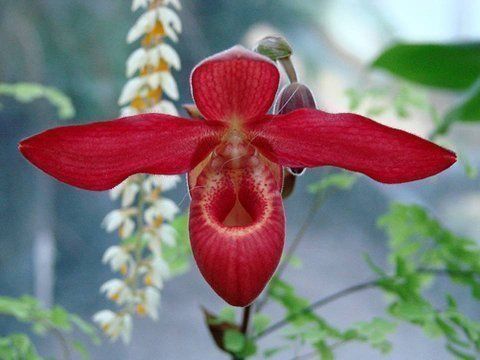 Beautiful Orchid Flowers For Everyone