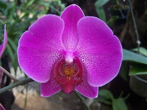 Beautiful Orchid Flowers For Everyone