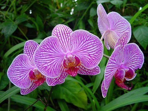 Beautiful Orchid Flowers For Everyone