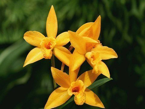 Beautiful Orchid Flowers For Everyone