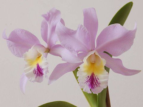 Beautiful Orchid Flowers For Everyone
