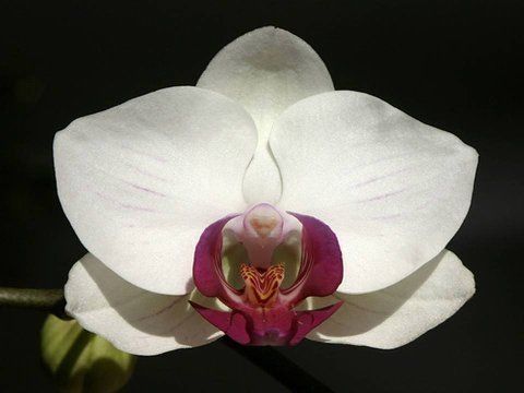 Beautiful Orchid Flowers For Everyone