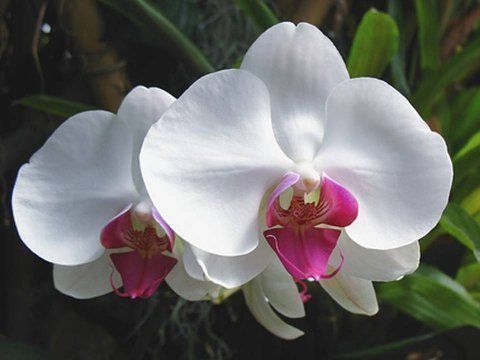Beautiful Orchid Flowers For Everyone