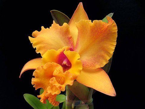 Beautiful Orchid Flowers For Everyone