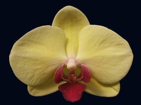 Beautiful Orchid Flowers For Everyone