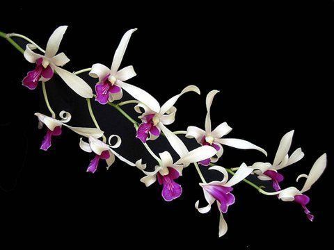 Beautiful Orchid Flowers For Everyone