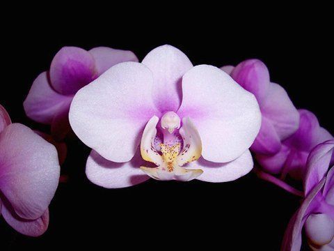 Beautiful Orchid Flowers For Everyone