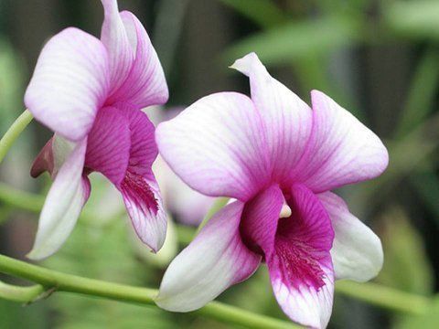 Beautiful Orchid Flowers For Everyone