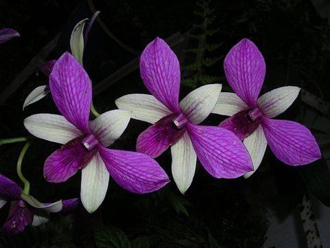 Beautiful Orchid Flowers For Everyone