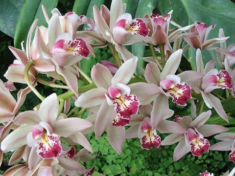 Beautiful Orchid Flowers For Everyone