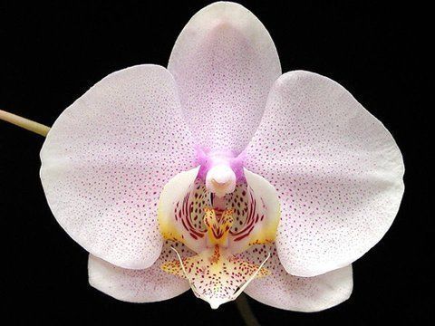 Beautiful Orchid Flowers For Everyone
